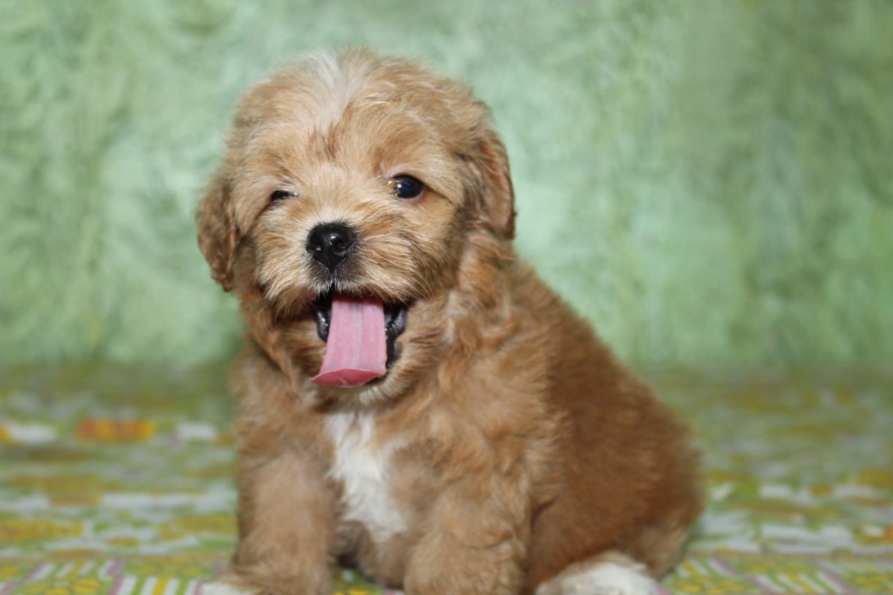 Cockapoo